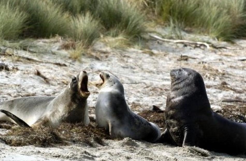 Wildlife encounter... Three New Zealand sea lions gather on the Otago Peninsula’s southeast coast.