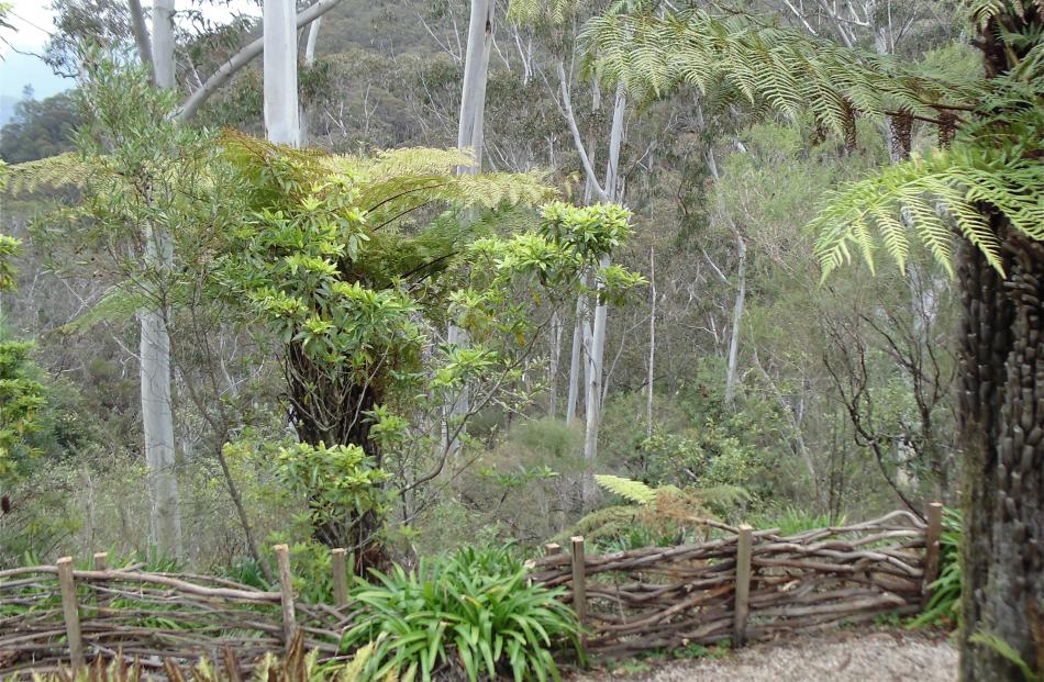 Pruned branches used for a rustic fence.