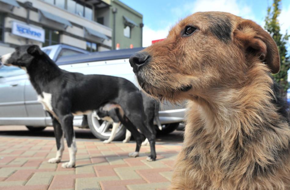 Hank and Rise (in background) wait for the sheep to arrive in Athol St.