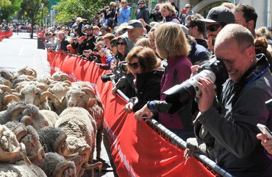 The crowd are delighted by the merino rams from Bendigo Station.