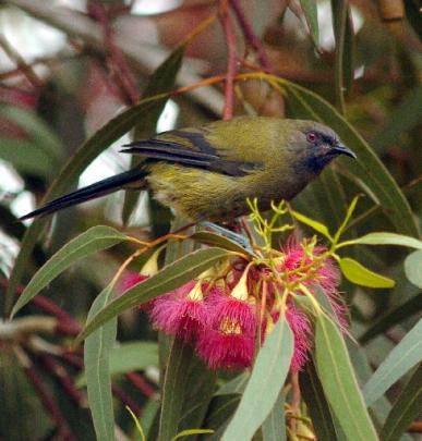 Bellbird