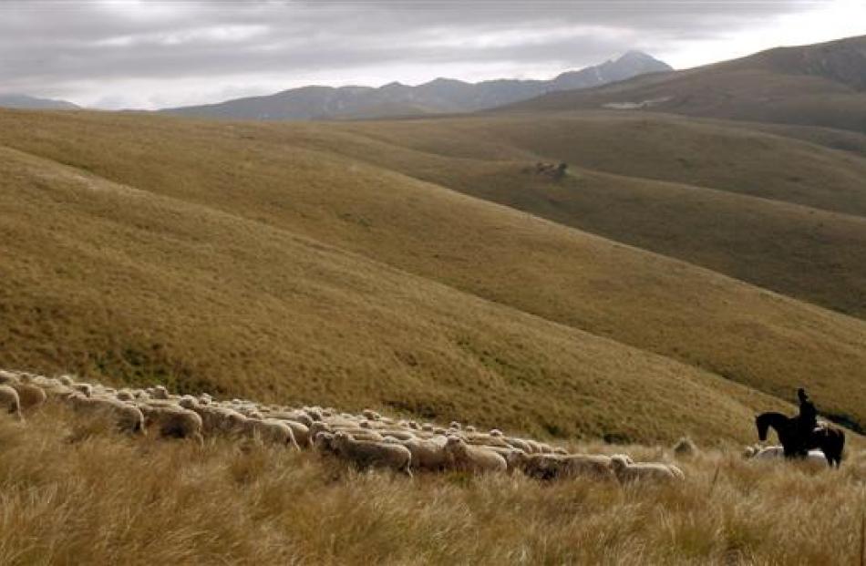 Deb Phillips, of Alexandra, helps move ewes to their summer grazing.