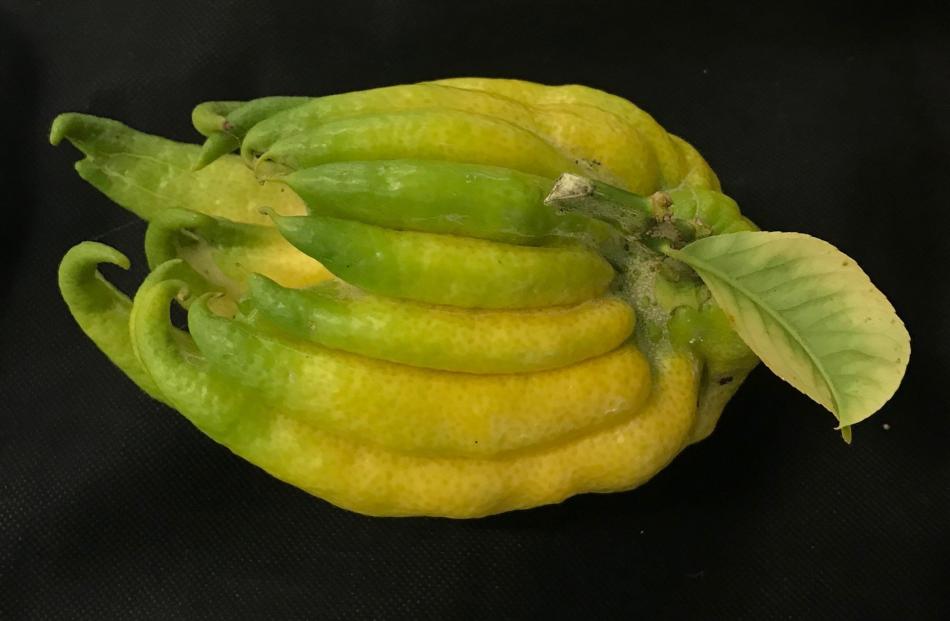 Dunedin gardener Keri Smith won first prize for her unusual Buddha’s hand citrus.

