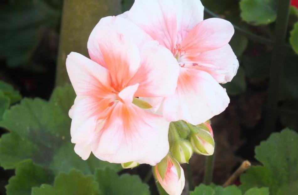 An attractive bicoloured geranium.