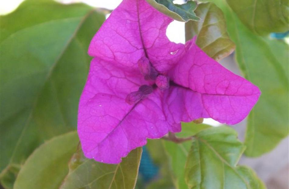 Bougainvillea glabra ''Magnifica Traillii'' is considered one of the most cold-tolerant of...