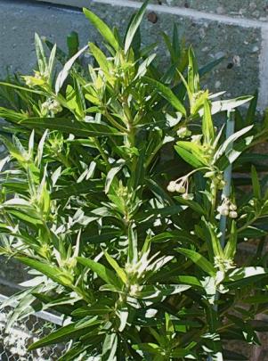 No monarch caterpillars have appeared on the swan plant.