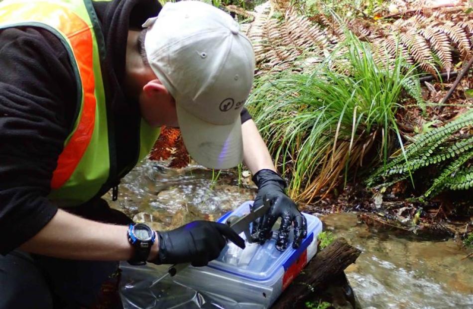 Luke Easton measures a frog. Photo by Phil Bishop.