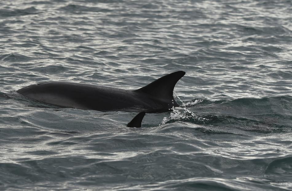 A dusky dolphin with a juvenile in tow makes its way through Waipuna Bay in Otago Harbour.