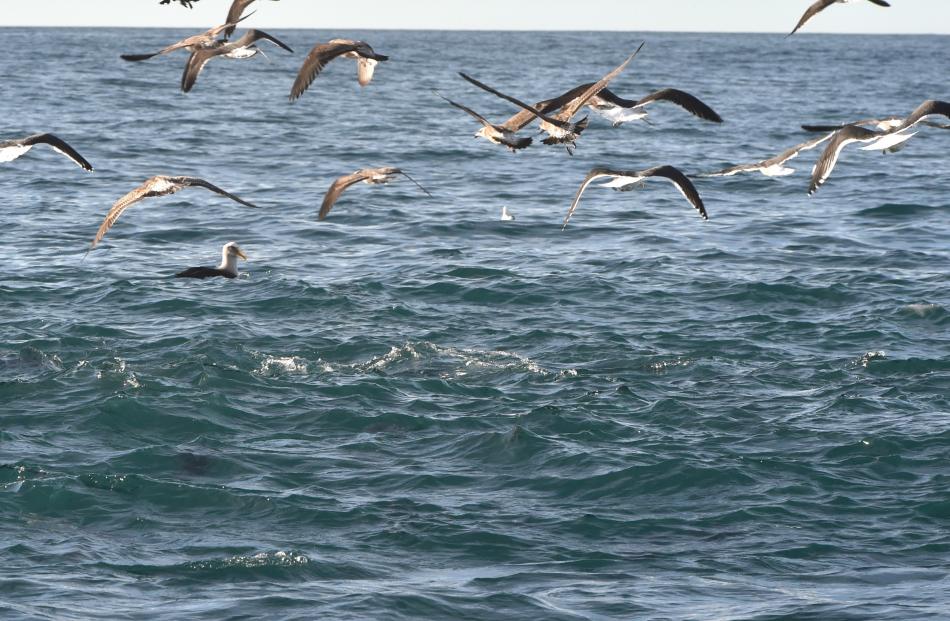Gulls and a Buller’s mollymawk gather, as a school of hunting barracouta churn up the water,...