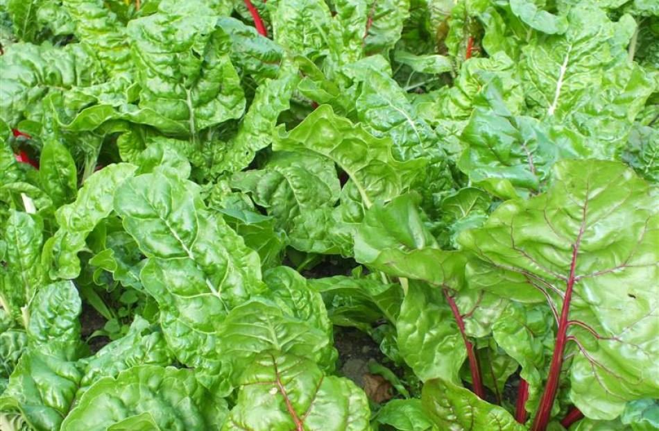 Silverbeet is among the most reliable of winter greens.