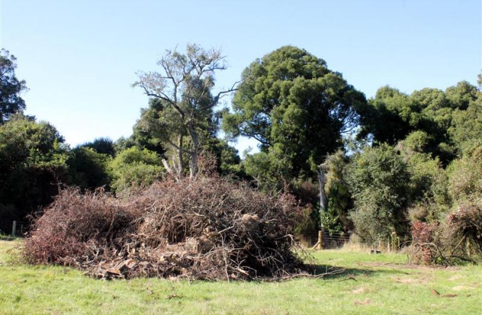 Hawthorns uprooted from Sherwood Forest.