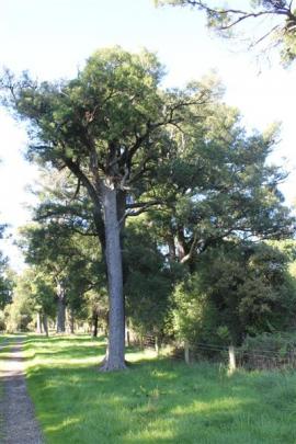 Matai and kahikatea trees grace the property.