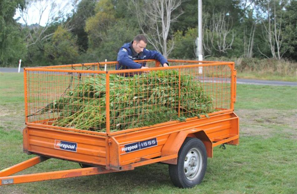 A police officer places cannabis plants into a trailer.