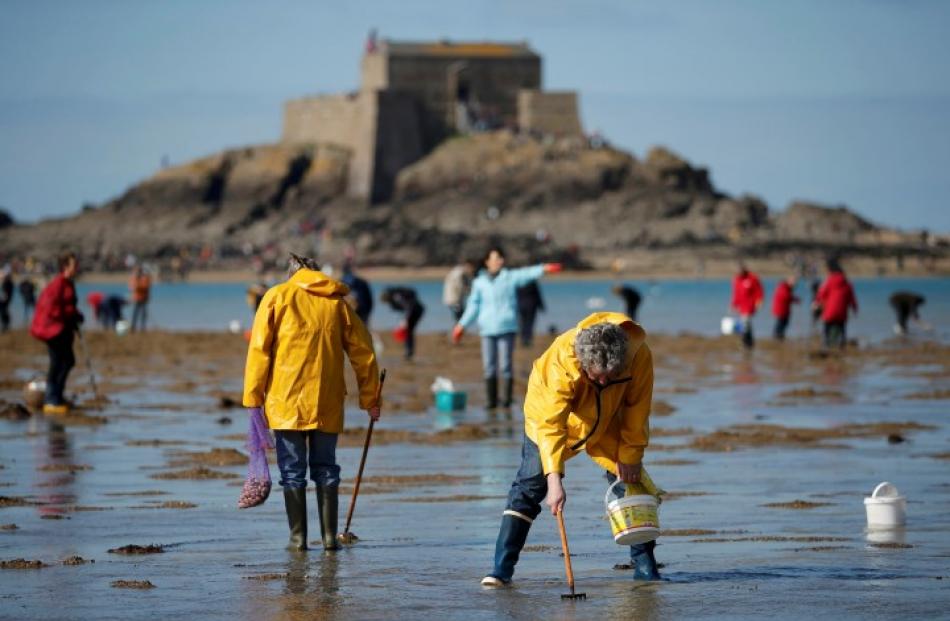 People dig for shellfish during a record low tide in Saint Malo, western France. REUTERS/Stephane...