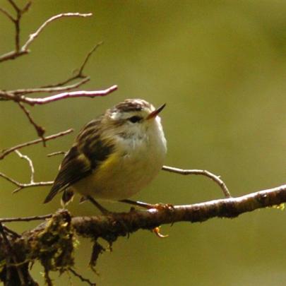 Several species of birds have been given a big boost by pest eradication work carried out in the...