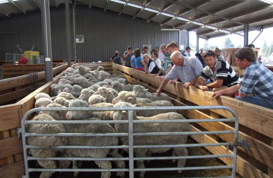 Sheep are inspected during an Otago Merino Association field day at Lake Ohau Station.