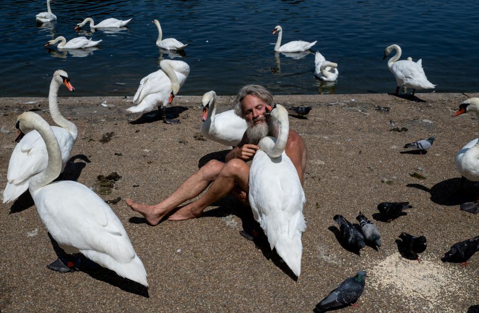 Anders Fernstedt relaxes with swans on his 57th birthday next to The Serpentine in Hyde Park on a...