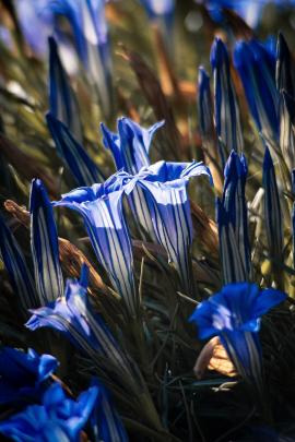 Chinese Gentian Flowers, by Cora Bedwell. Botanical adult section winner.