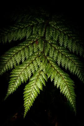 Ferns of Bream Head, by Liam Townsend. Botanical youth section winner.