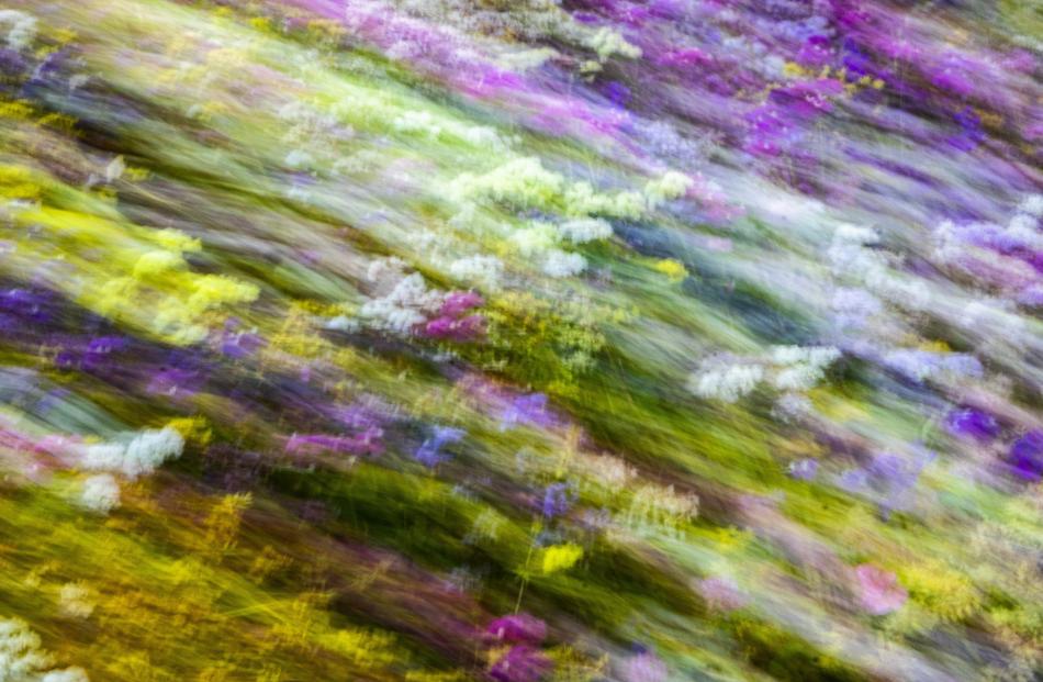 Floral Flow, by Conor Macfarlane. Natural abstract section winner.