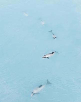 Kekerengu Dolphins, by Giles Bryant. First-time entrant winner; wildlife adult.