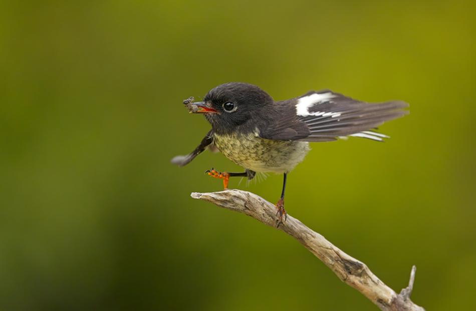 A Balanced Meal (juvenile male tomtit), by Neale McLanachan. Runner-up Photographer of the Year;...