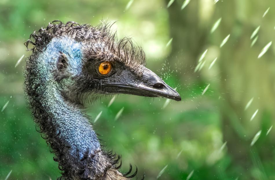 Raindrops Keep Fallin’ On My Head, by Jordan Turner. ODT’s choice.
