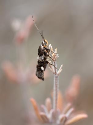 Hierodoris frigida moth, by Luca Nikkel. Otago Peninsula Eco Restoration Alliance’s choice.