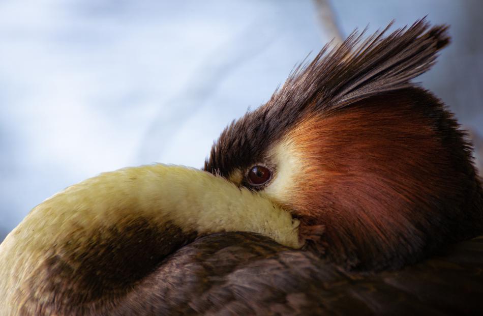 Puteketeke Yoga, by Monty McGee. Youth Photographer of the Year; highly commended wildlife youth...
