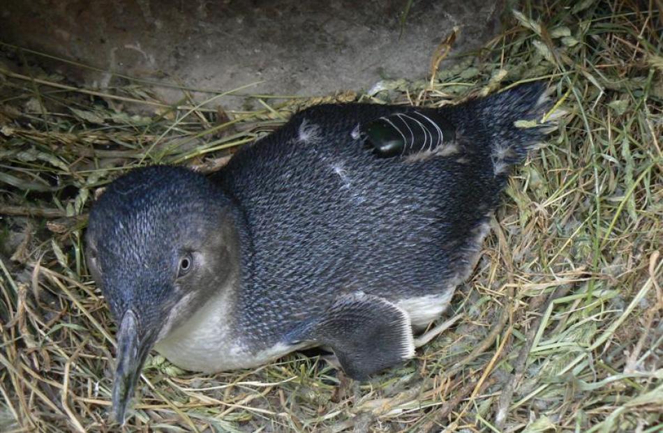 Blue penguin with a tracker.