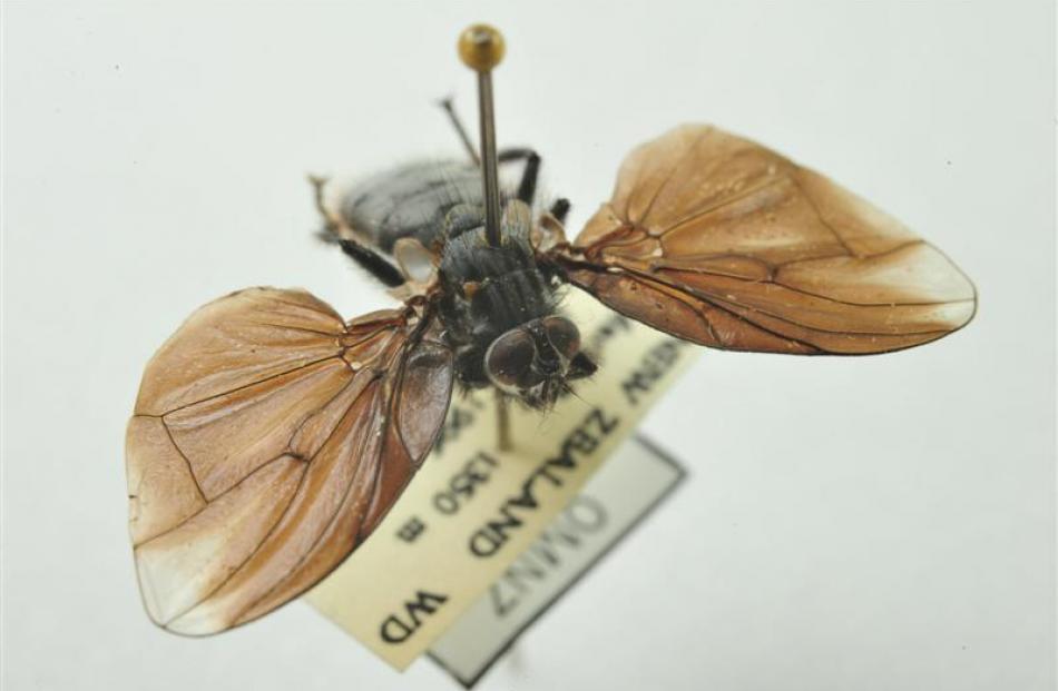 The bat-winged fly.
