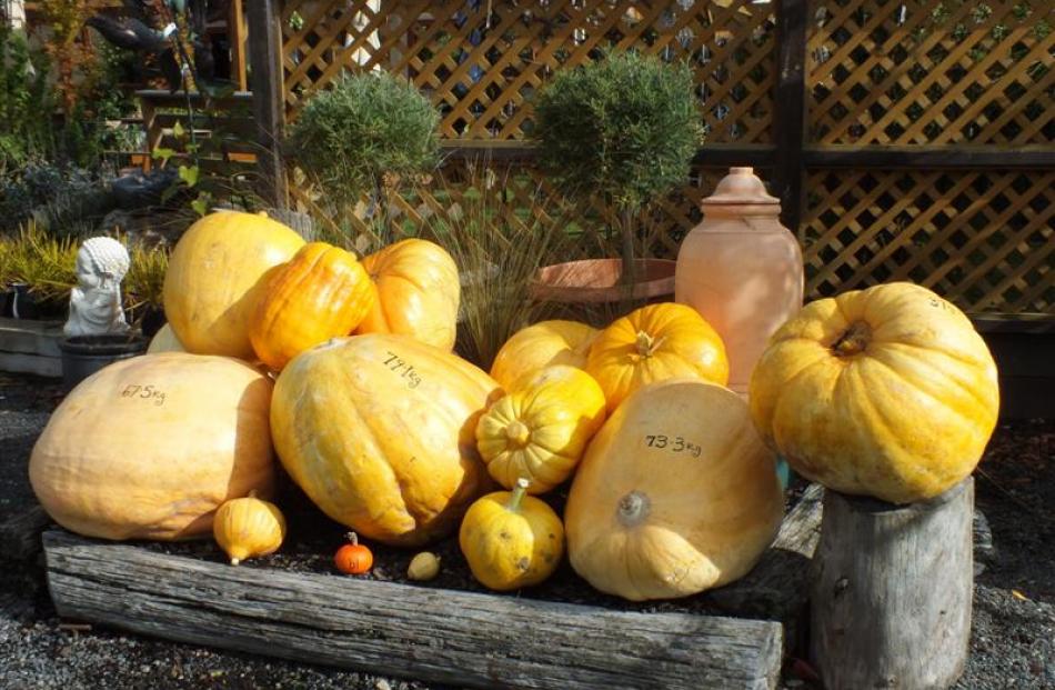The entries in the pumpkin-growing contest  at Blueskin Nurseries. Photo by Gillian Vine.
