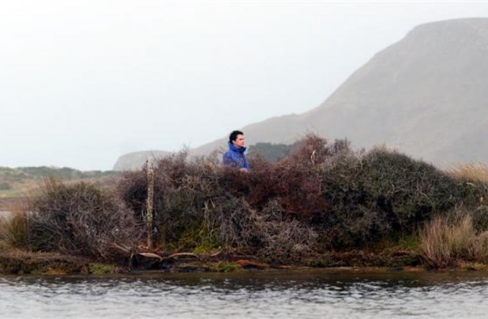 Tristan Fraser, of Dunedin, prepared the mai mai at Hoopers Inlet yesterday  for duck-shooting....