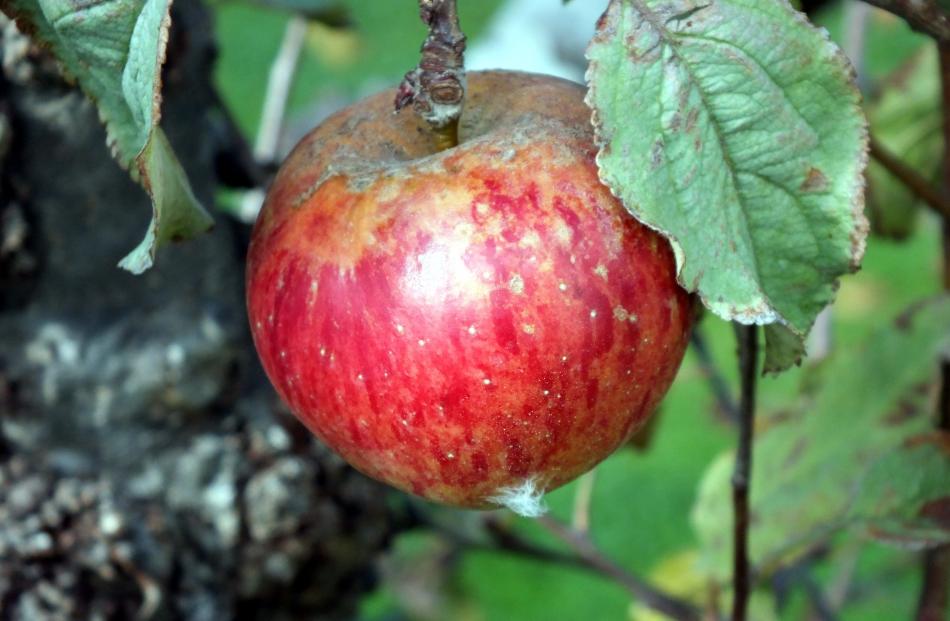 An original apple tree still fruits.