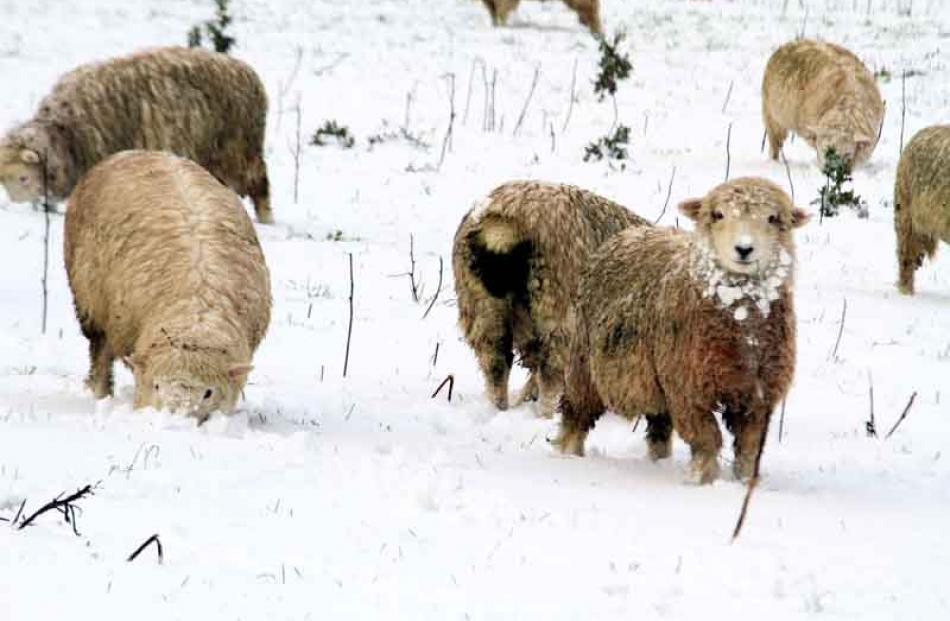 Sheep search for food below the snow. PHOTO: HAMISH MACLEAN