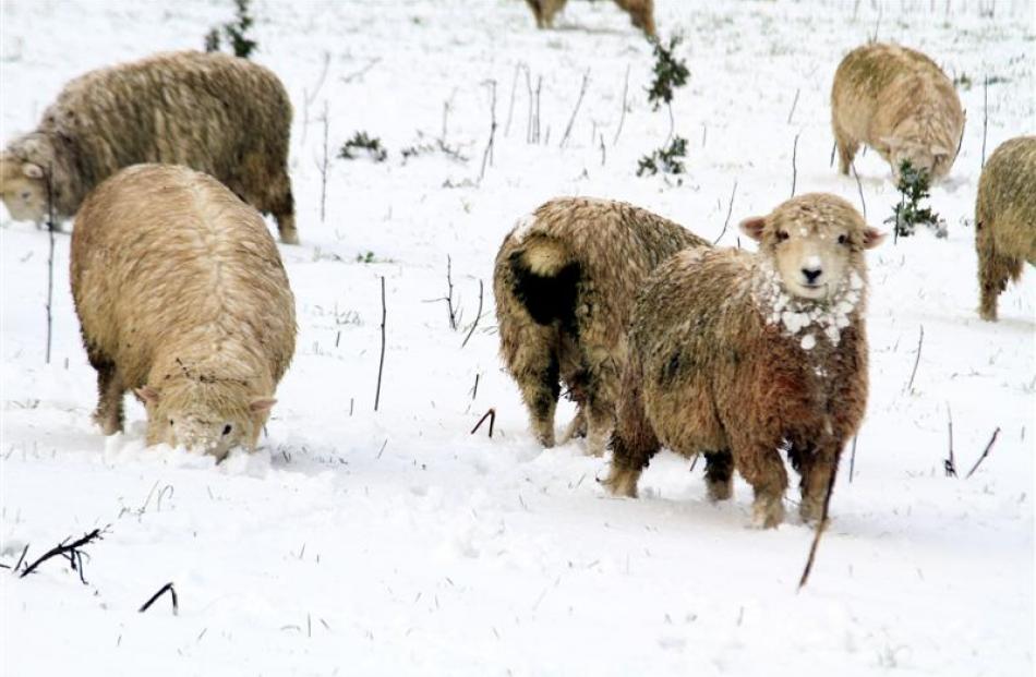 Sheep  near Hillend yesterday. Photo by Hamish MacLean.