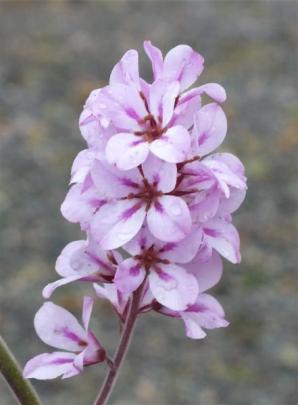 This pink Francoa appendiculata is the parent of two new plants to be released later this year.