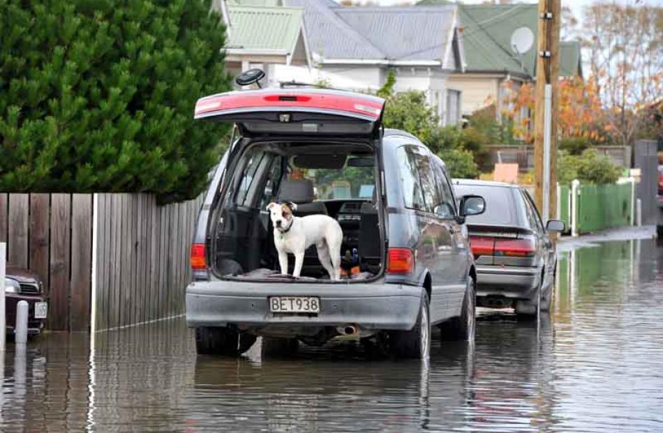 A dog waits in the back of a van while its owners self evacuate from their home in South Dunedin.