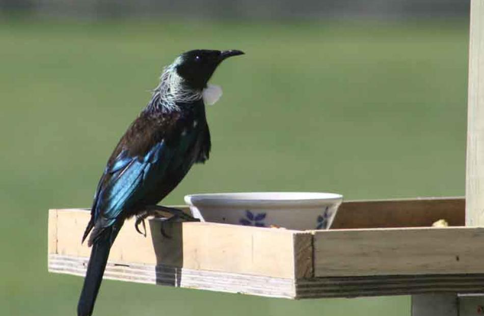 Waitahuna School bird-feeder.