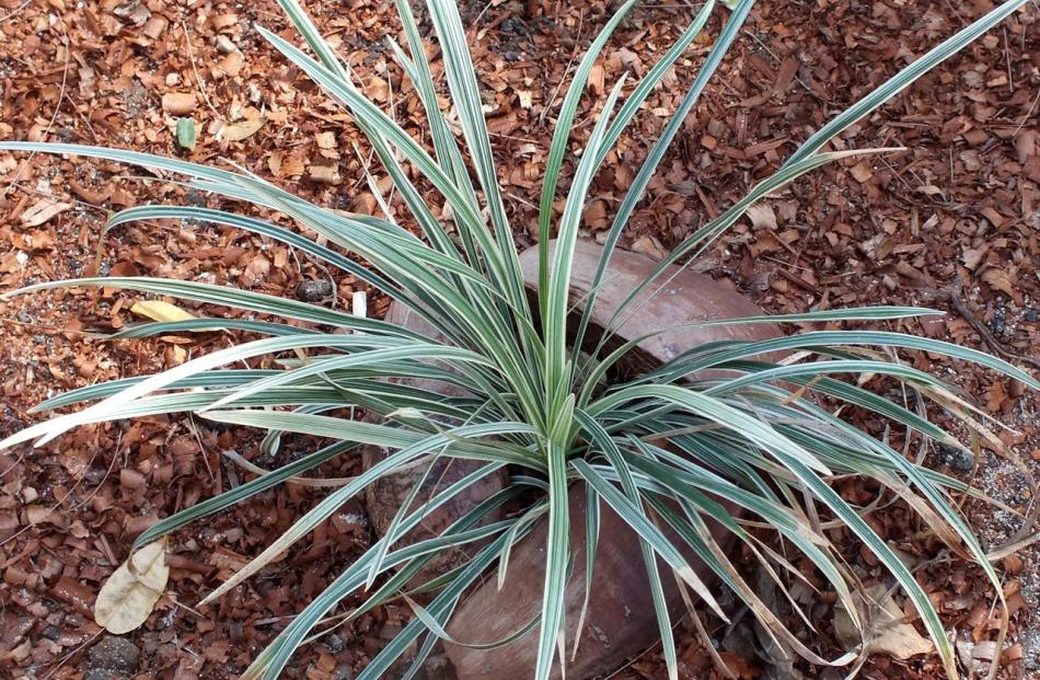 New plants like this silver mondo grass are protected by coconut husks.