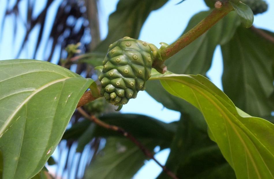 Noni (Morinda citrifolia) is a small tree whose fruit is used medicinally.