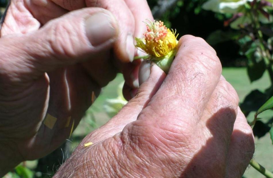 . . . then the stamens are trimmed off.