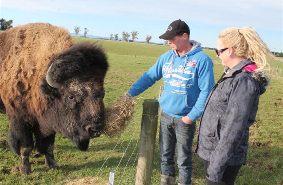 Bobo the bison with his owners Blair and Nadia Wisely on their farm at Fairfax, near Invercargill...