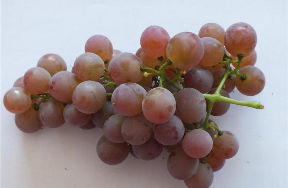 Home-grown grapes taste better than imported varieties, and don't harbour poisonous spiders.