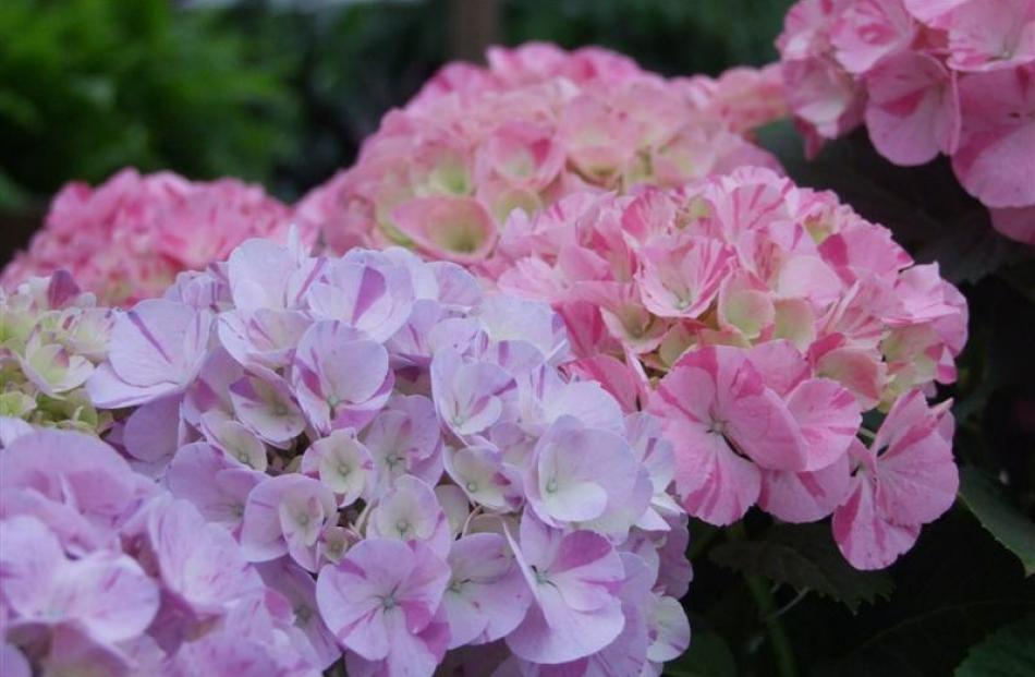 Winter is the best time to plant deciduous shrubs such as hydrangeas.
