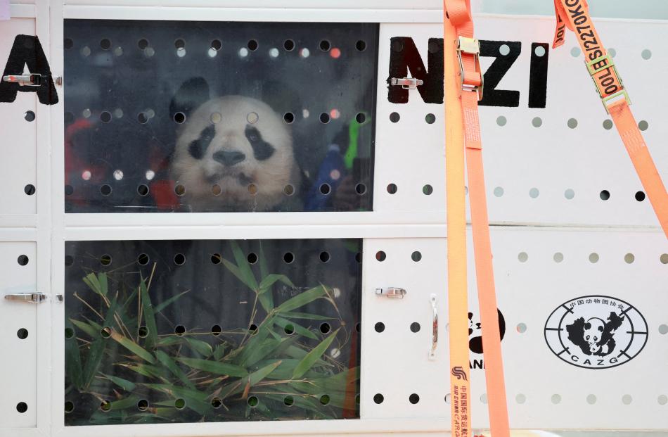 Seventeen-year-old giant panda Yuan Zi, of the ZooParc de Beauval in France, is seen through the...