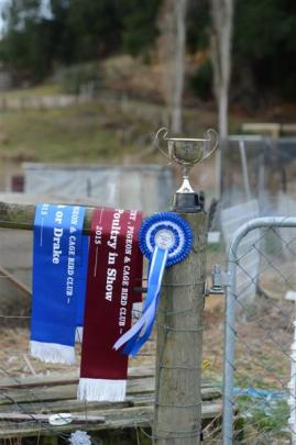 Ribbons and trophy won by Mosgiel duck breeder Richard Price.