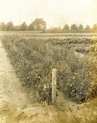 Outdoor tomatoes in the centre of the racecourse.