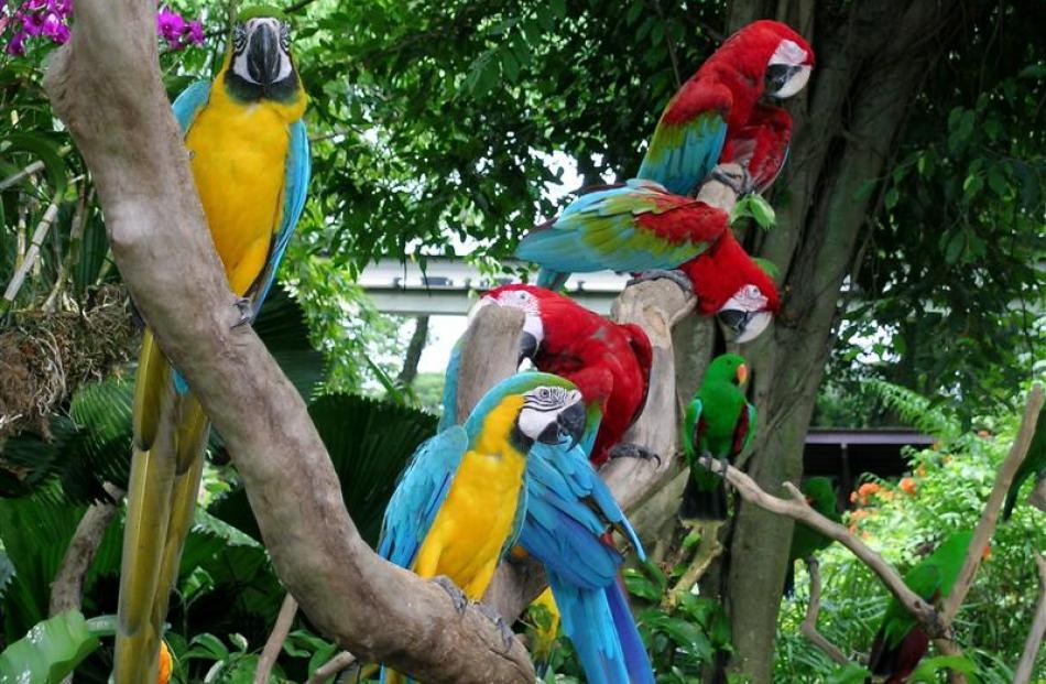 Macaws at the Jurong Bird Park.