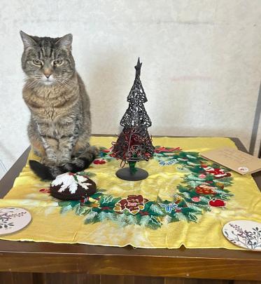 13-year-old Indie, of Mornington, Dunedin wanted to be part of the Christmas decor this year....